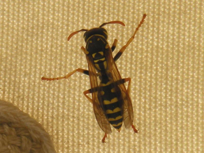 Polistes sp.
